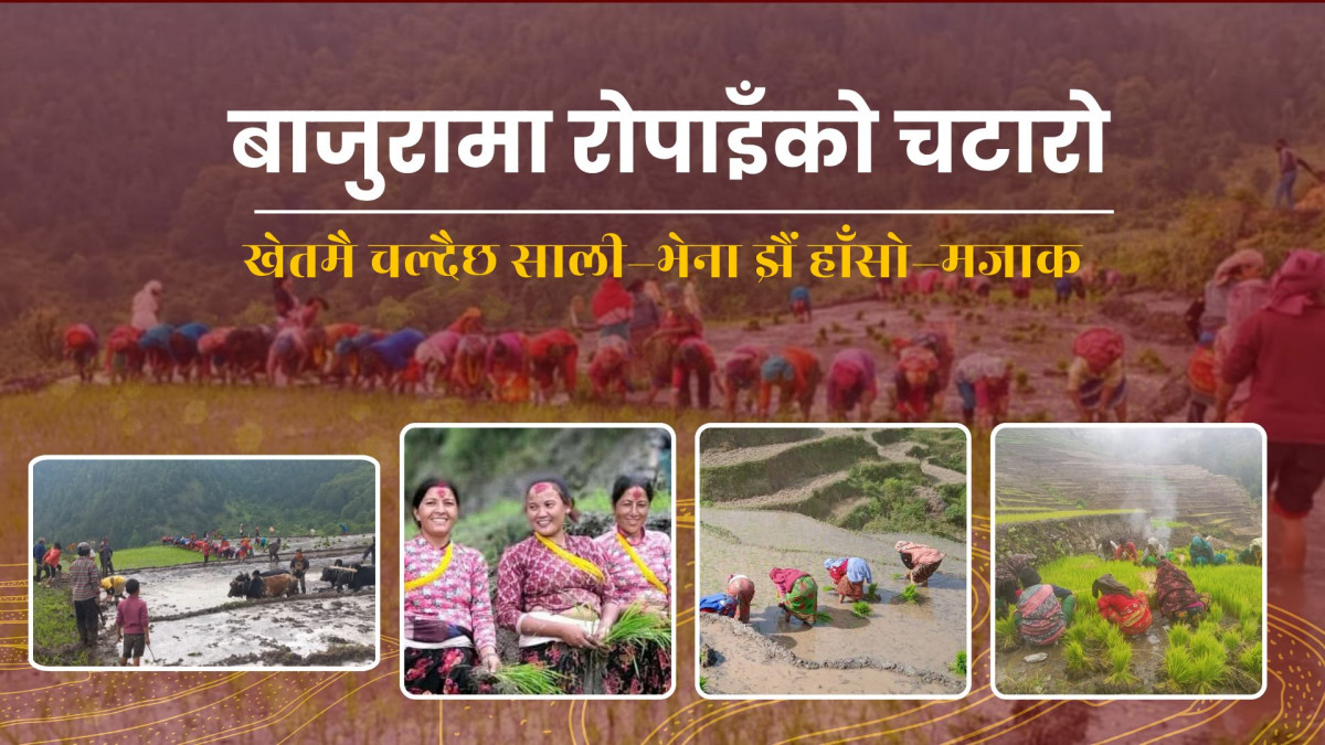 बाजुरामा रोपाइँको चटारो :  खेतमै चल्दैछ साली–भेना झैं हाँसो–मजाक
