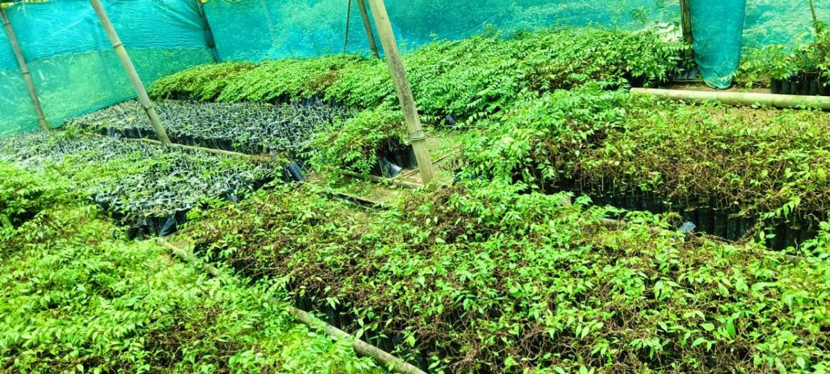 गाउँमा नै नर्सरी, वार्षिक हजारौँ बिरुवा बेच्दै