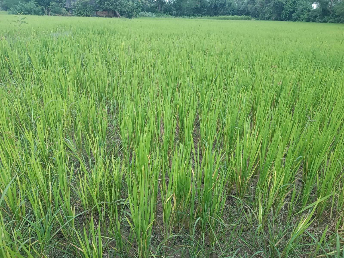 मल नहुँदा धान पहेँलै, भारतीय बजारमा समेत मल अभाव