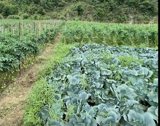 दशैंमा उपभोक्तामाथि महँगीको मार