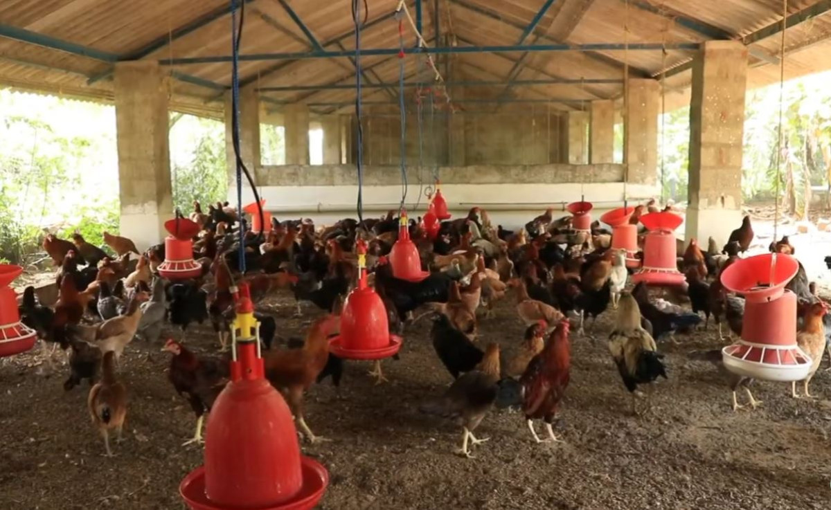 बर्डफ्लु नियन्त्रणउन्मुख, साउनयता नयाँ संक्रमण छैन